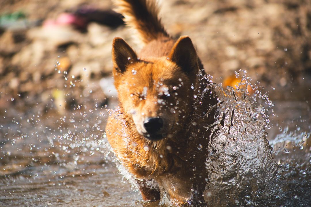 Energetic Red Dog Splashing Through Shallow Water, Action Pet Running Portrait