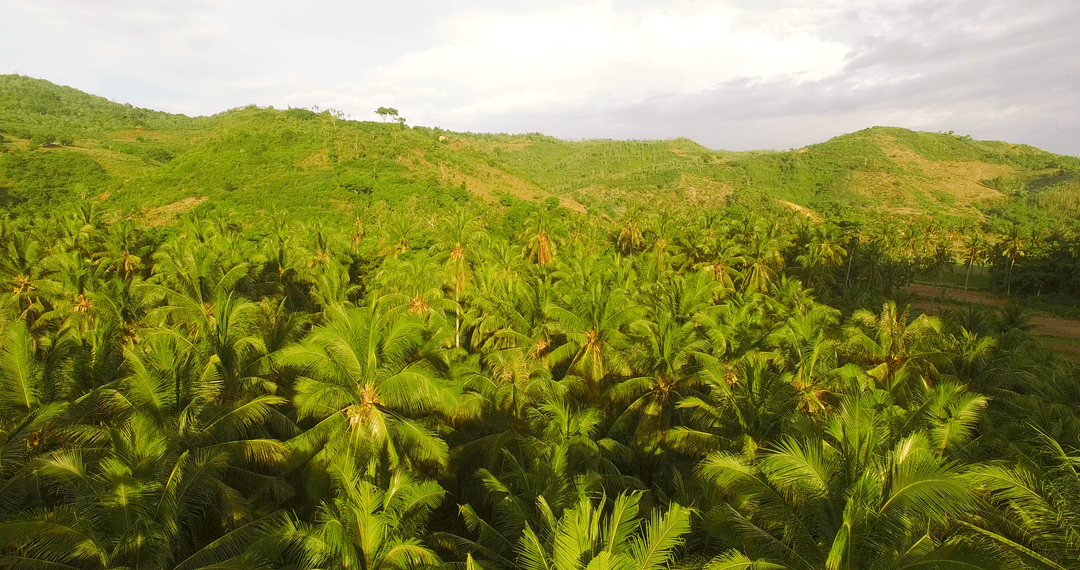 Transparent Lush Palm Grove Surrounded by Rolling Hills
