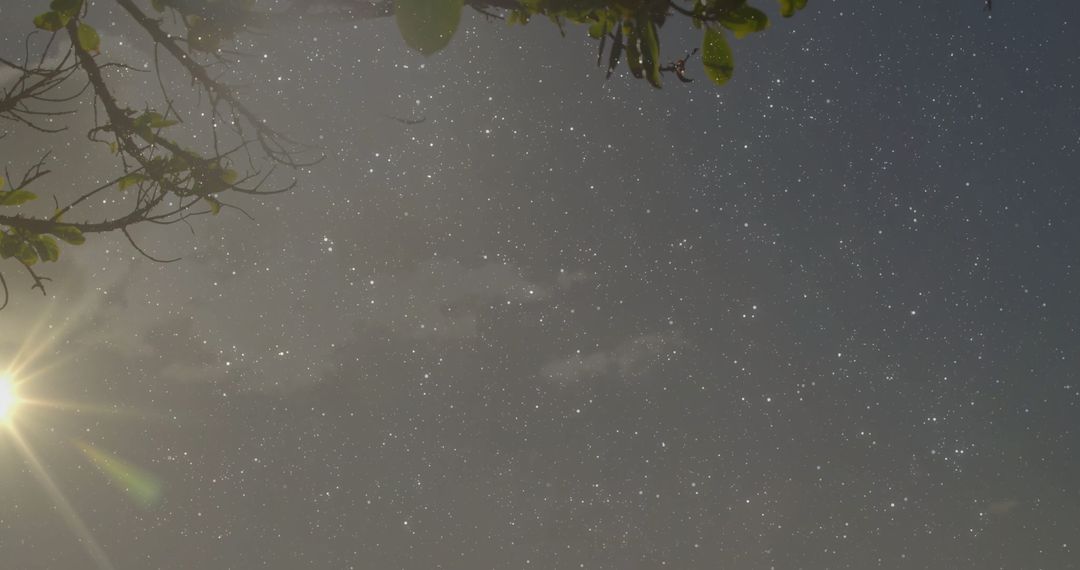 Tranquil Night Sky with Stars and Moon Lens Flare in Woodland