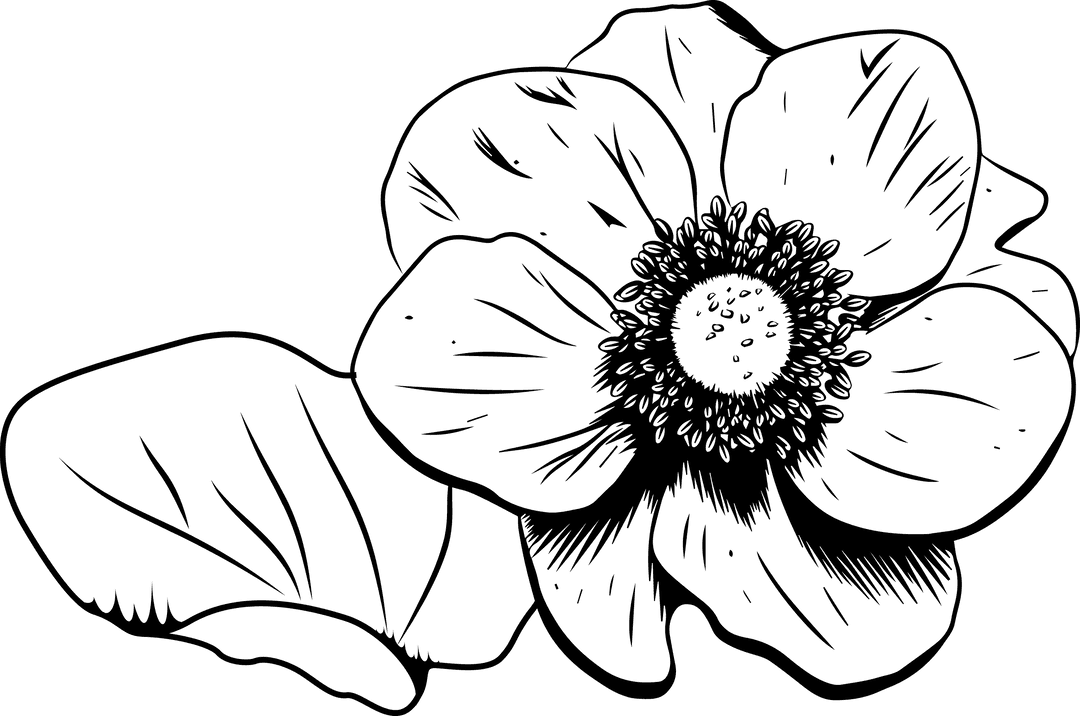 Transparent Anemone Illustration: Monochrome Floral Outline