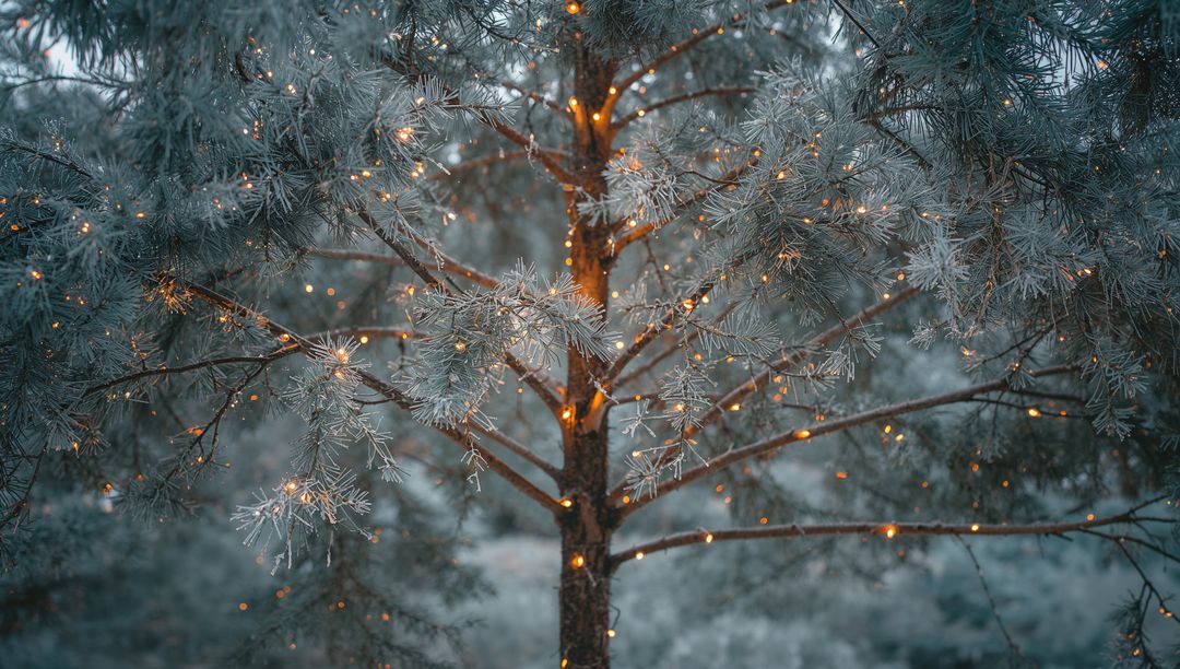 Frost-coated pine tree glowing with amber fairy lights in tranquil winter forest dusk