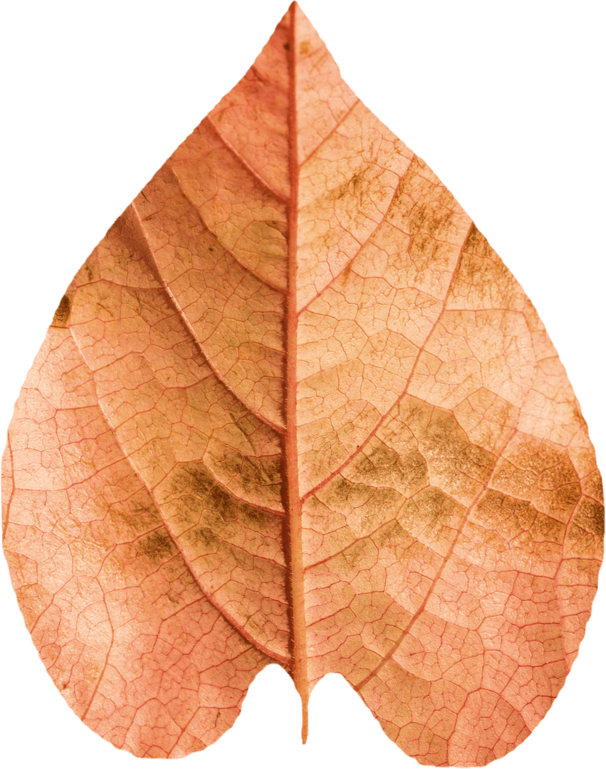 Transparent Close-up of Autumn Leaf Highlighting Veins and Textures