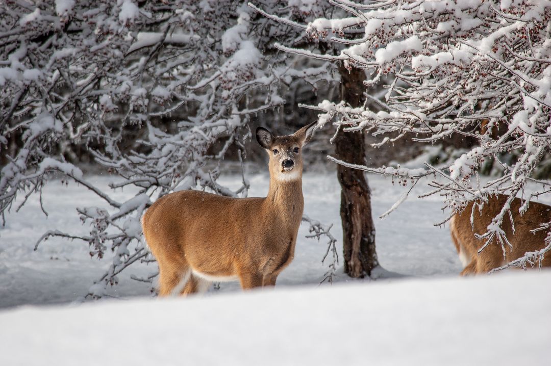 White-tailed Deer Standing in Snowy Winter Forest with Frosted Branches