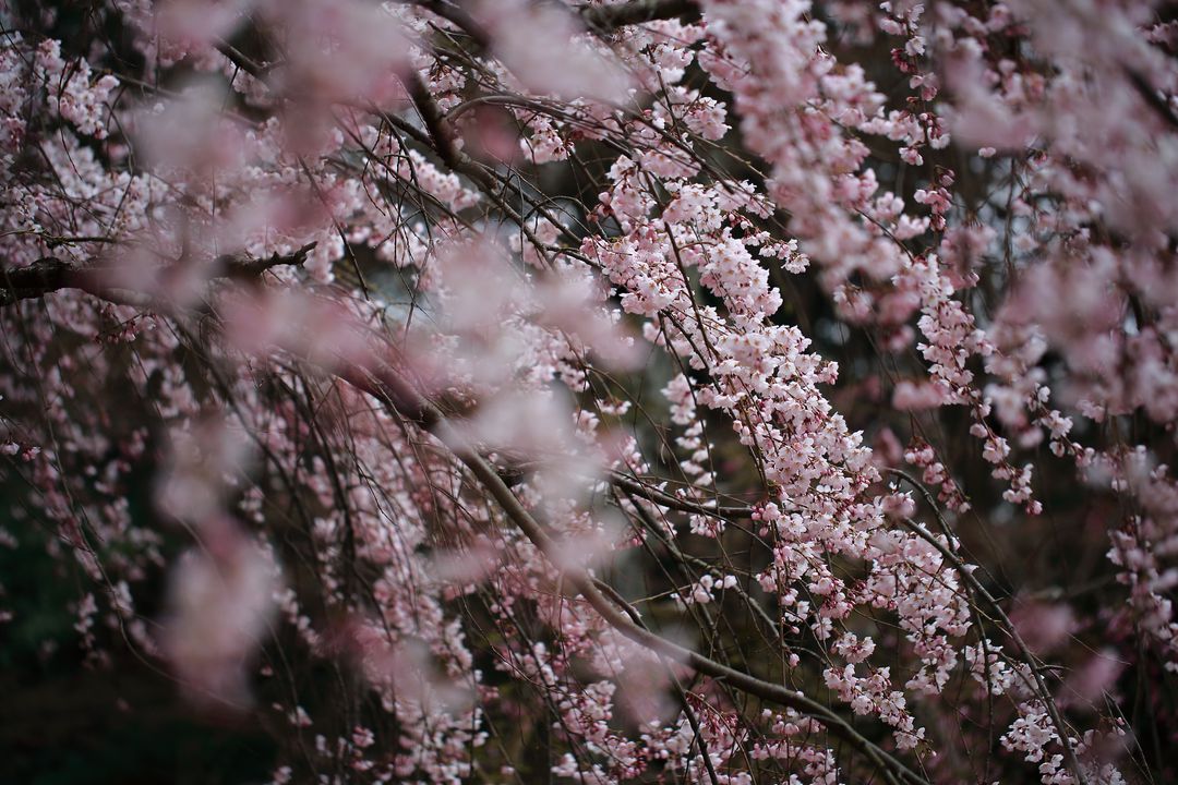 Close-Up View of Pink Blossoms on Tree Branches in Spring - Free Images, Stock Photos and Pictures on Pikwizard.com