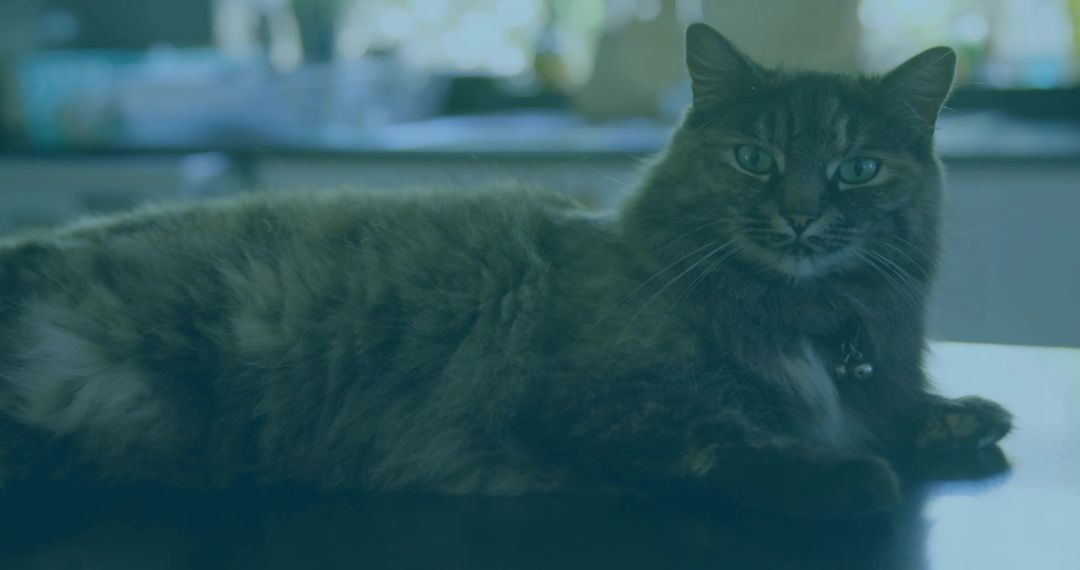 Relaxed Grey Tabby Cat Lounging on Glossy Kitchen Tabletop