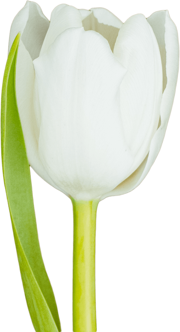 Single White Flower with Green Leaf on Transparent Background