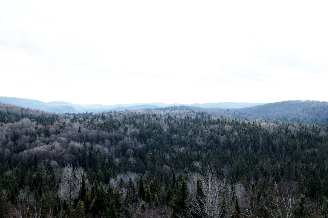 Expansive Winter Forest Landscape Under Overcast Sky - Free Images, Stock Photos and Pictures on Pikwizard.com