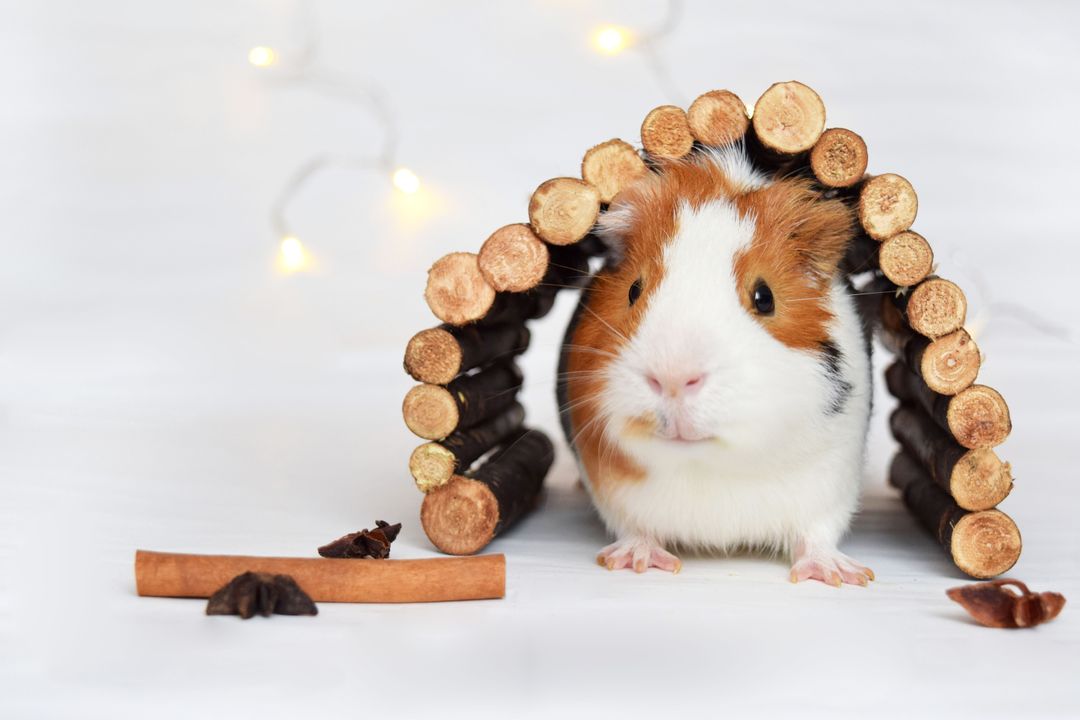 Adorable animal cavy christmas - Free Images, Stock Photos and Pictures on Pikwizard.com