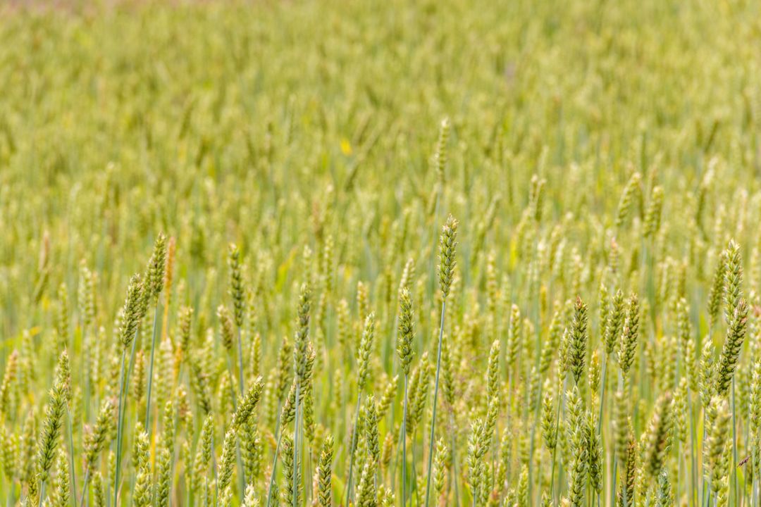 Close-Up of Lush Green Wheat Field in Summer - Free Images, Stock Photos and Pictures on Pikwizard.com