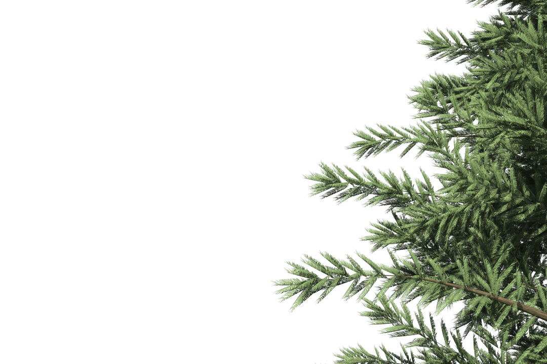 Green Pine Branches Overlay on Transparent Background
