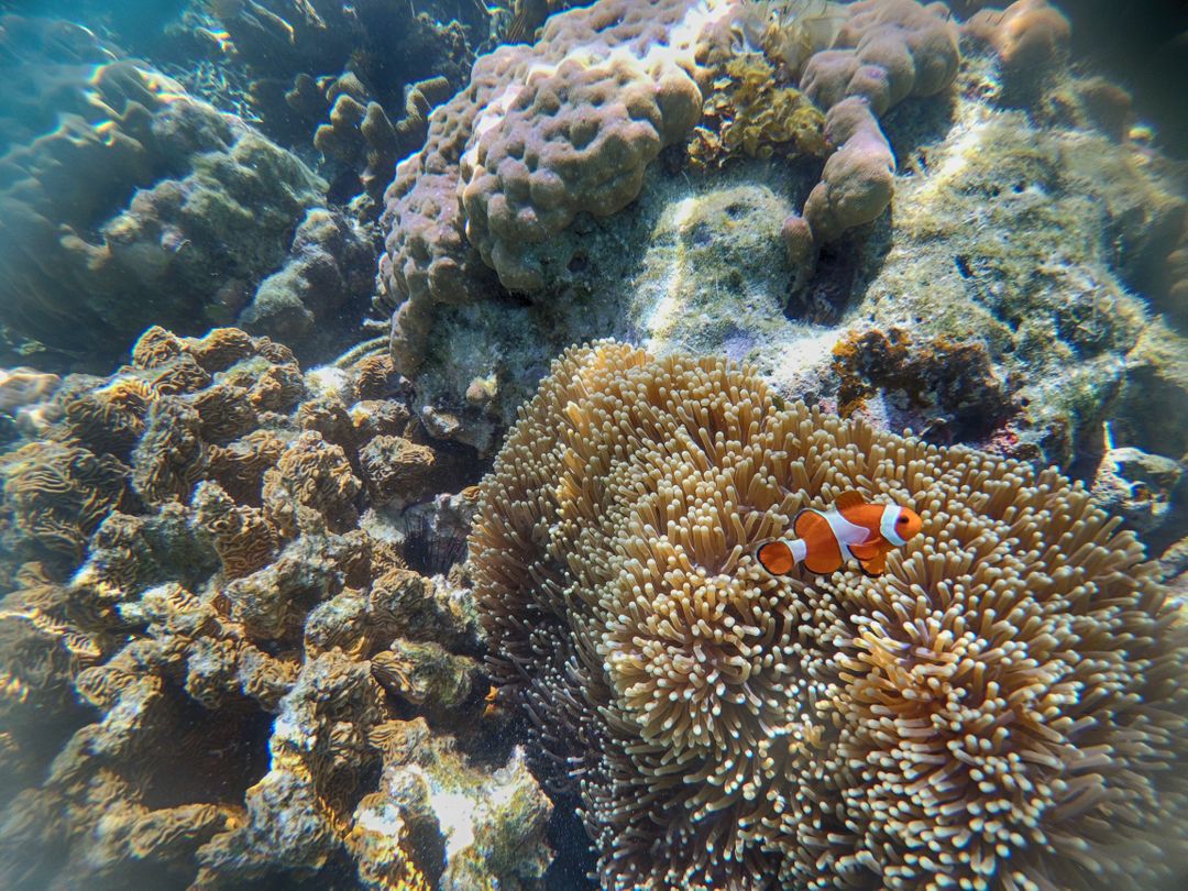 Clownfish Swimming Among Coral Reefs in Vibrant Underwater Scene - Free Images, Stock Photos and Pictures on Pikwizard.com