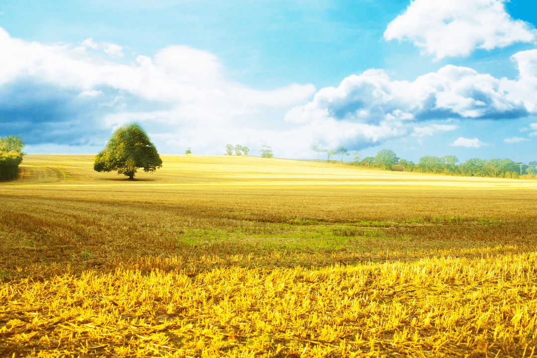 Sunny Fields Landscape with Single Tree Transparent Background