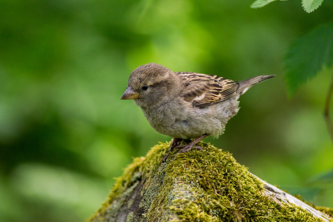Small Sparrow Perching on Mossy Rock in Forest - Free Images, Stock Photos and Pictures on Pikwizard.com