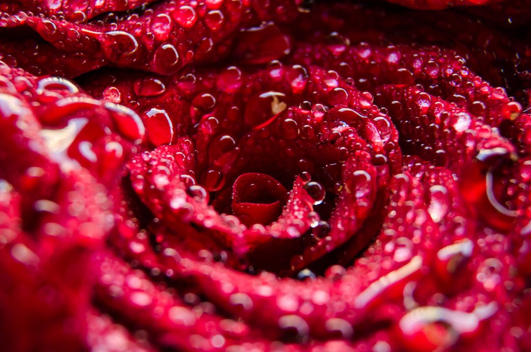 Close-Up of Dew on Velvety Red Rose Petals