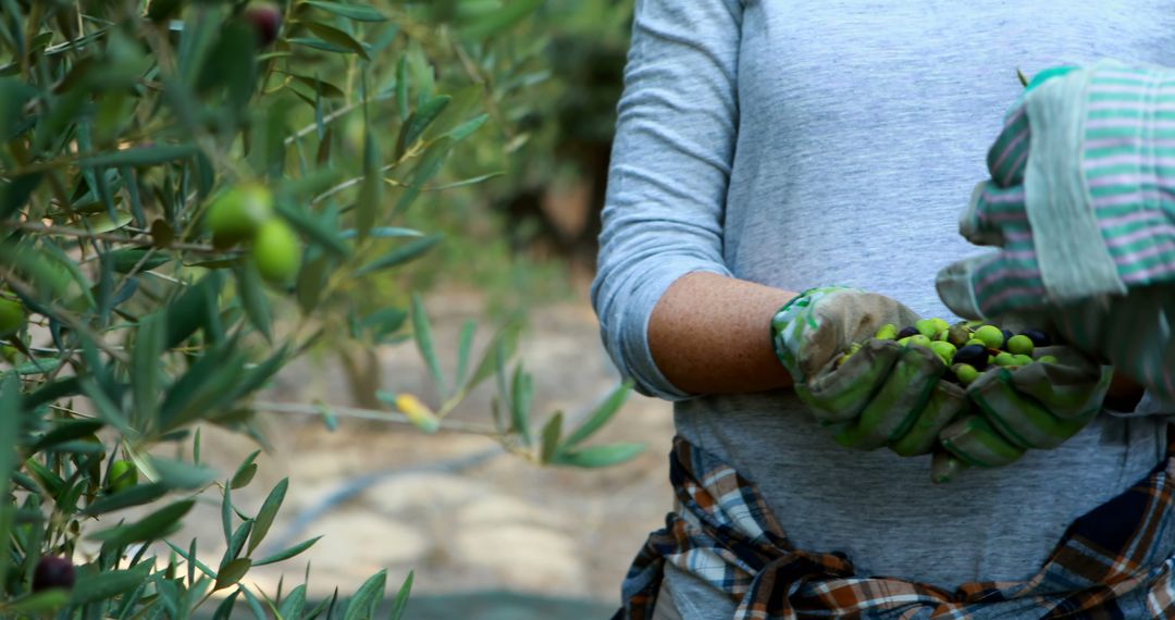 Farmer Harvesting Olives from Tree with Gloves in Olive Grove - Free Images, Stock Photos and Pictures on Pikwizard.com