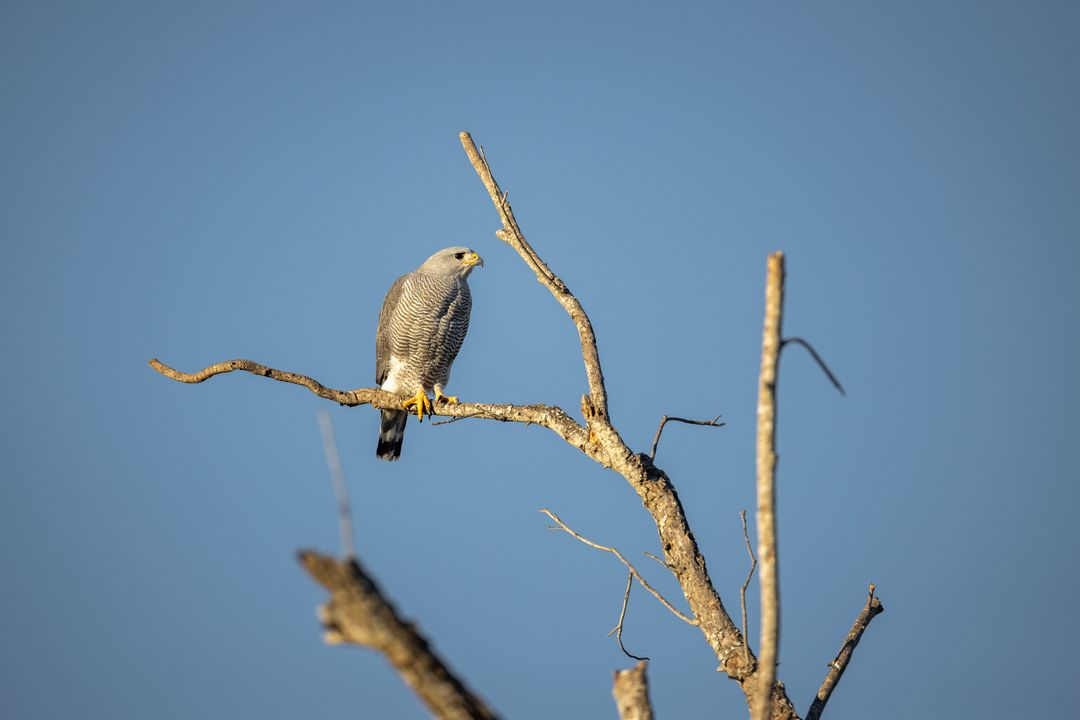 Majestic Hawk Perching on Tree Branch With Bright Blue Sky