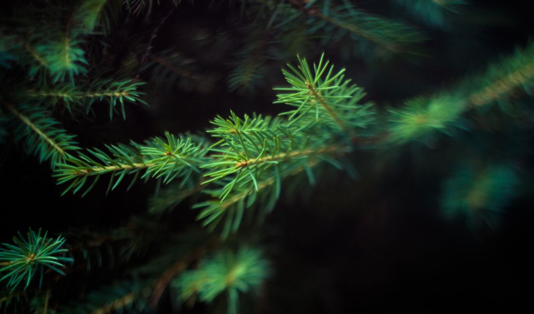 Close-up of Lush Pine Needles in Soft Focus - Free Images, Stock Photos and Pictures on Pikwizard.com