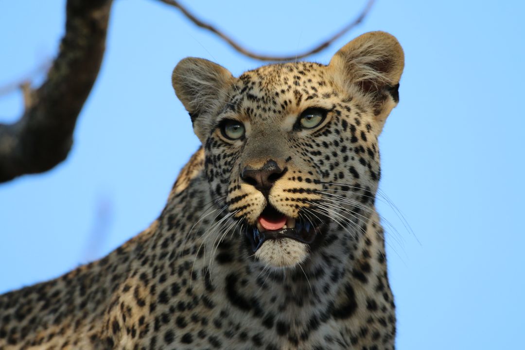 Leopard with Open Mouth Expressing Alertness on Tree Branch - Free Images, Stock Photos and Pictures on Pikwizard.com
