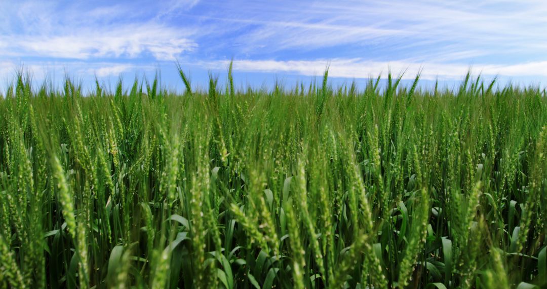 Lush Green Wheat Field under Blue Sky with Wispy Clouds - Free Images, Stock Photos and Pictures on Pikwizard.com