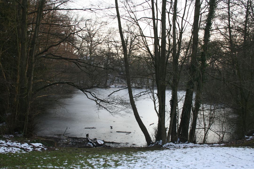 Peaceful Winter Landscape with Frozen Pond and Snow-Covered Trees - Free Images, Stock Photos and Pictures on Pikwizard.com
