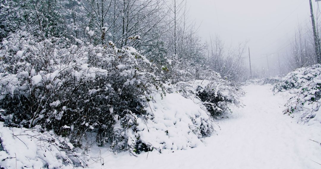 Snow-covered Path in Winter Forest Landscape - Free Images, Stock Photos and Pictures on Pikwizard.com