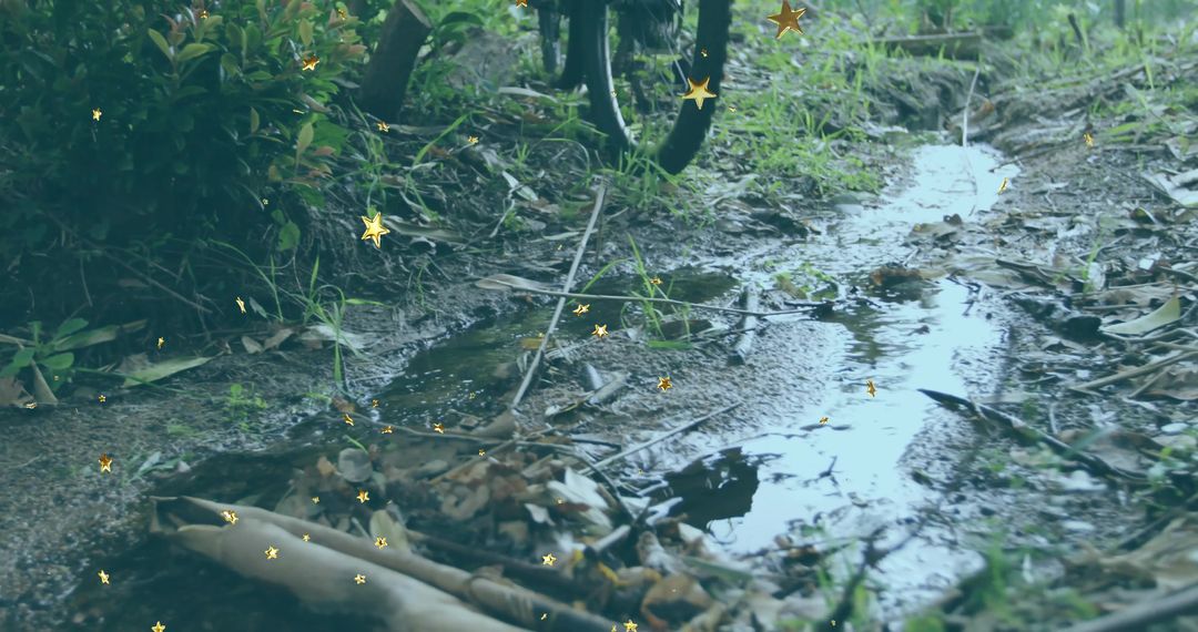 Muddy Forest Trail with Bicycle Wheel and Reflecting Stars