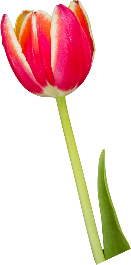 Close-up of Single Pink Tulip on Transparent Background - Download Free Stock Images Pikwizard.com