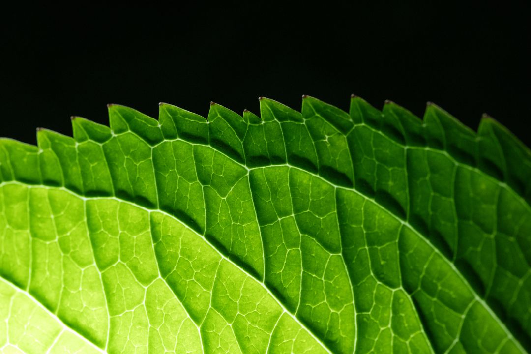 Macro close-up of layered green leaves showing intricate vein network and serrated edges