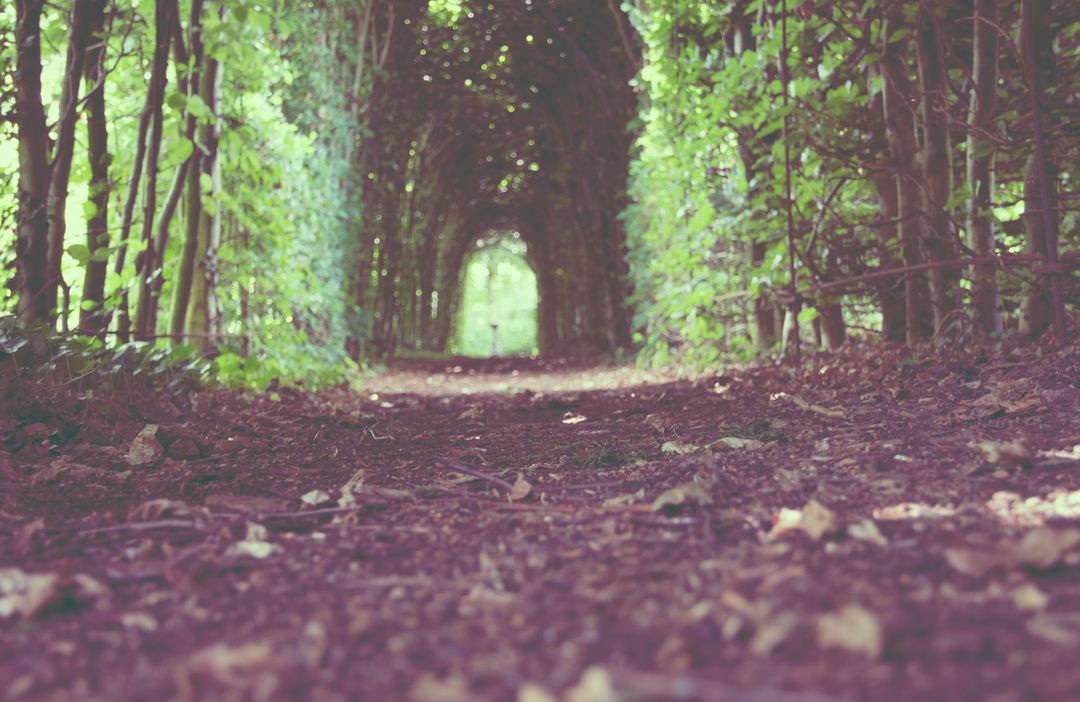 Enchanted Forest Pathway in Dappled Sunlight - Free Images, Stock Photos and Pictures on Pikwizard.com