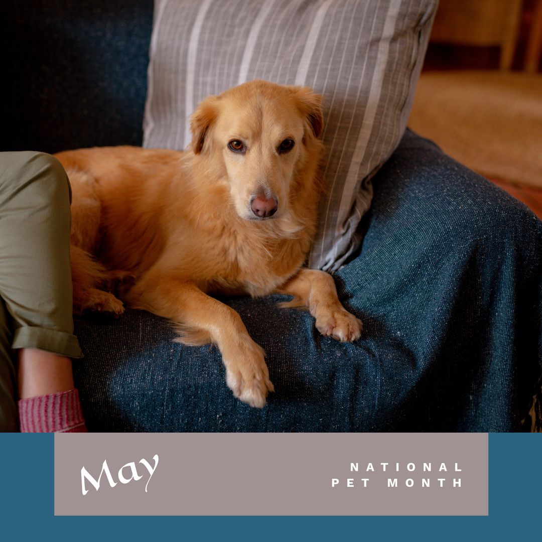 Golden Retriever Relaxing at Home for National Pet Month