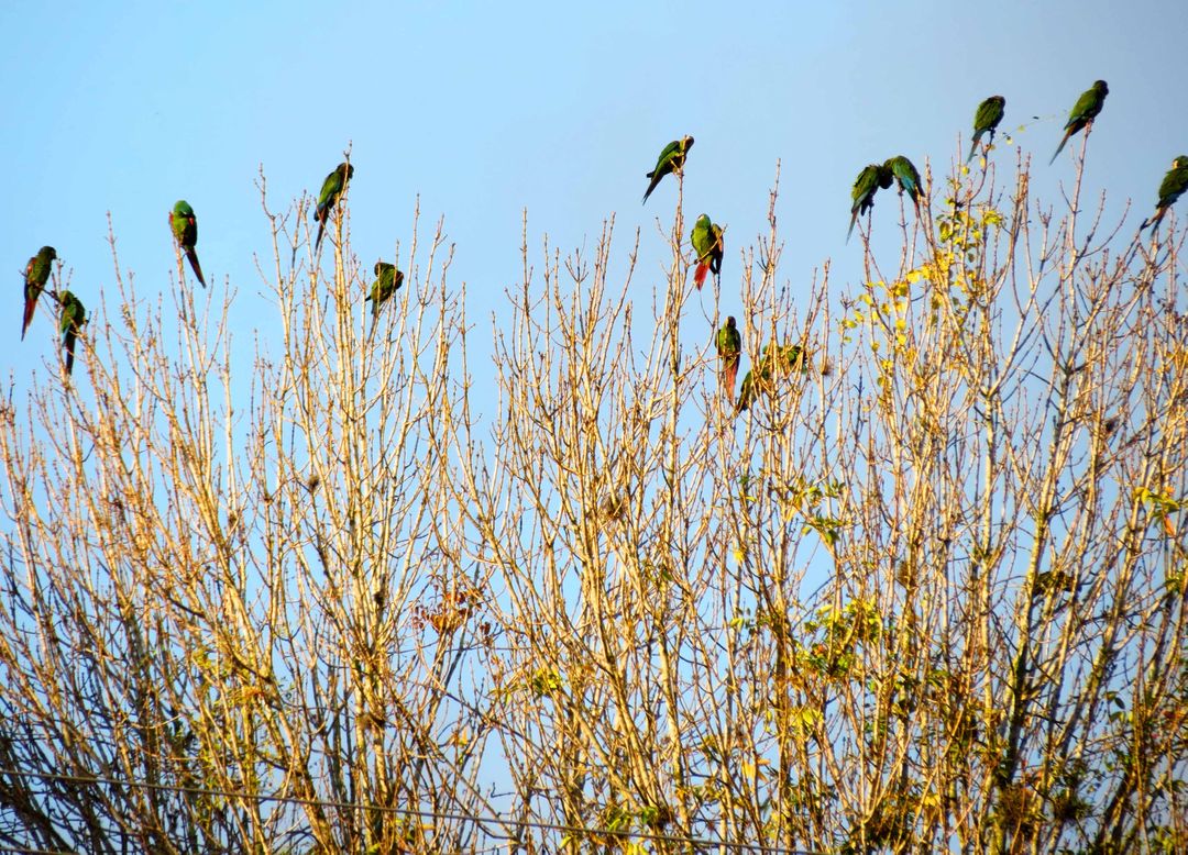 Parrots Gather on Bare Tree Branches Against Clear Blue Sky - Free Images, Stock Photos and Pictures on Pikwizard.com