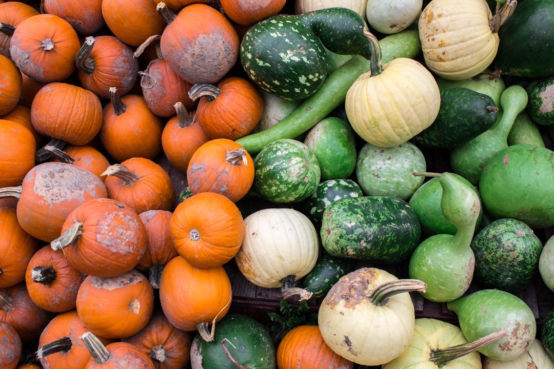 Colorful Variety of Pumpkins and Squashes Displayed Together - Free Images, Stock Photos and Pictures on Pikwizard.com