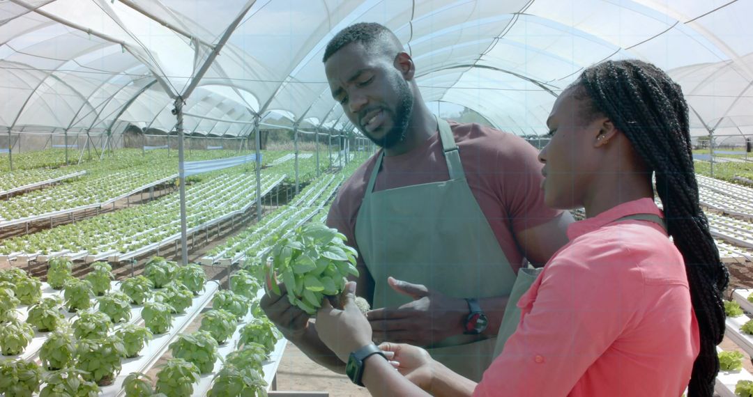 Farmers Working Together Examining Hydroponic Crops in Greenhouse