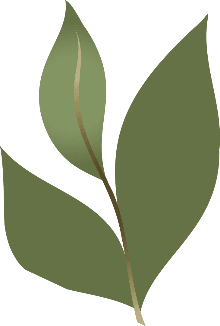 Green Botanical Illustration with Three Gradient Leaves, Transparent Background