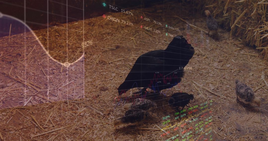 Augmented Reality Tech with Farm Poultry