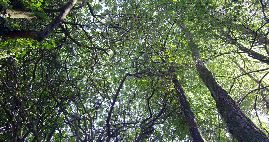 Serene Forest Canopy Viewed from Below - Free Images, Stock Photos and Pictures on Pikwizard.com