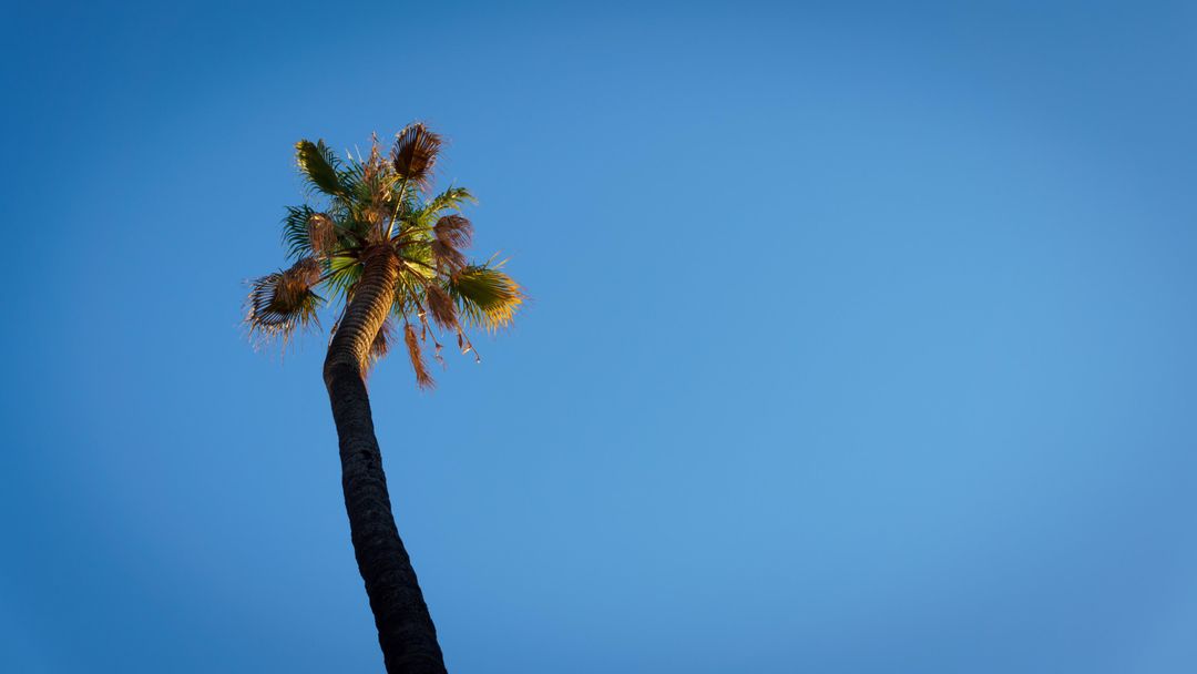 Low Angle View of Palm Tree Against Clear Blue Sky - Free Images, Stock Photos and Pictures on Pikwizard.com
