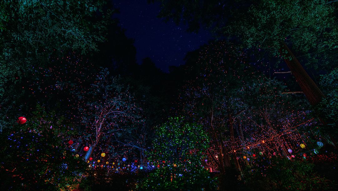 Forest canopy glowing with multicolored lanterns and fairy lights under starry night