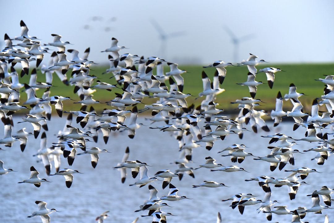 Large Flock of White Birds Flying Over Water with Wind Turbines - Free Images, Stock Photos and Pictures on Pikwizard.com