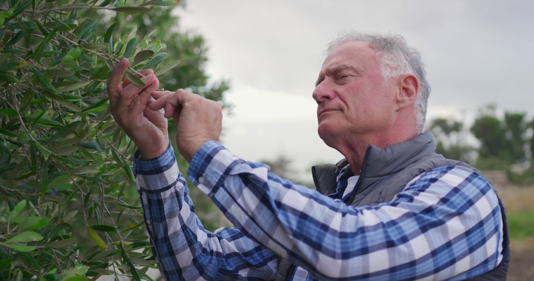 Senior Man Inspecting Olive Tree Branch in Garden - Free Images, Stock Photos and Pictures on Pikwizard.com