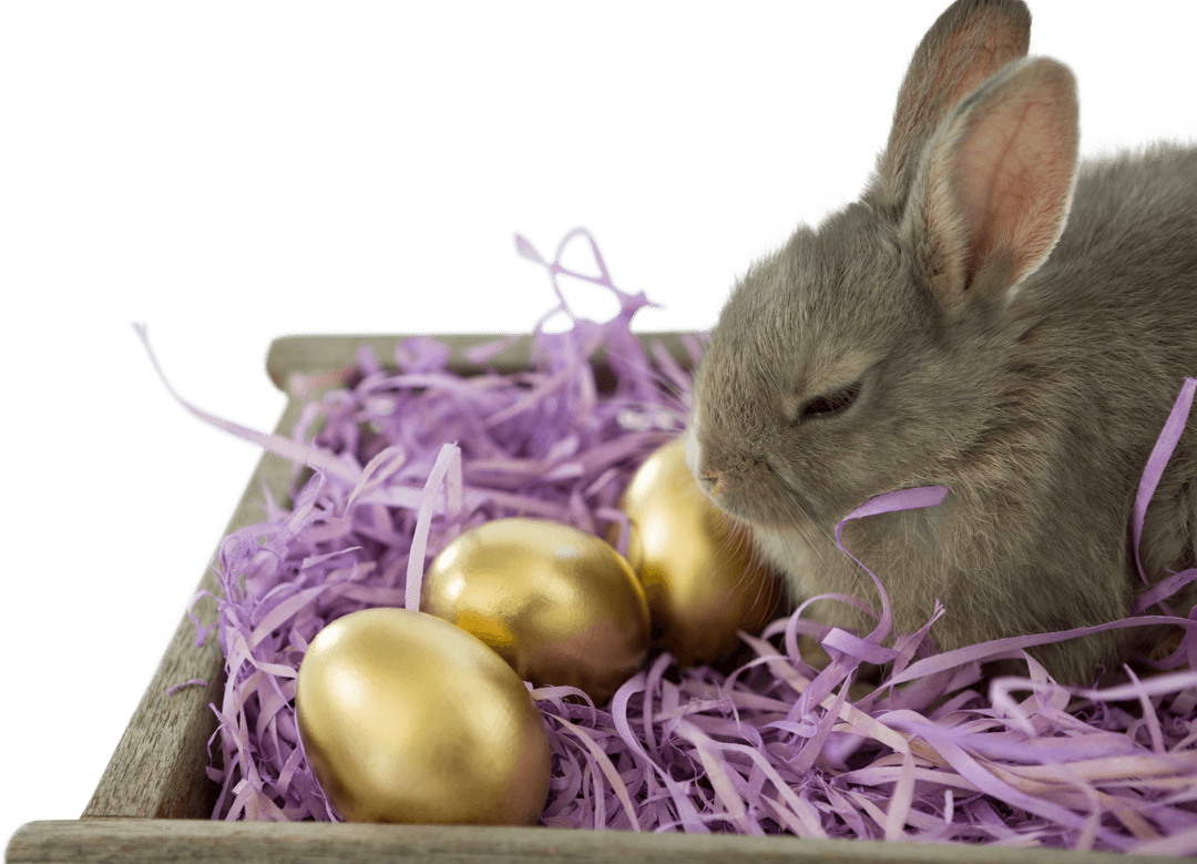 Cute Gray Bunny Beside Golden Easter Eggs in Purple Straw