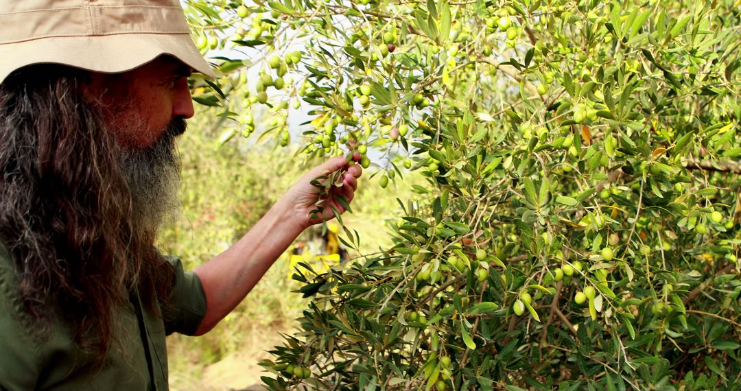 Farmer Assessing Olive Trees For Harvest Readiness