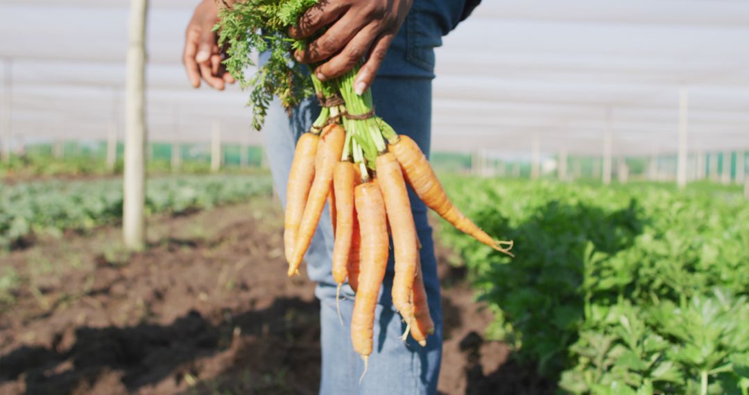 Image of legs of african american man holding carrots and standing in greenhouse - Free Images, Stock Photos and Pictures on Pikwizard.com