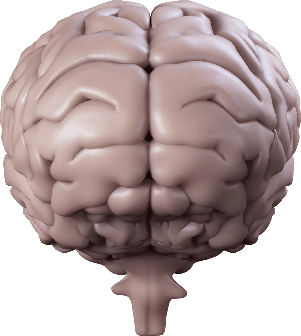 Transparent 3D Human Brain Model Depiction