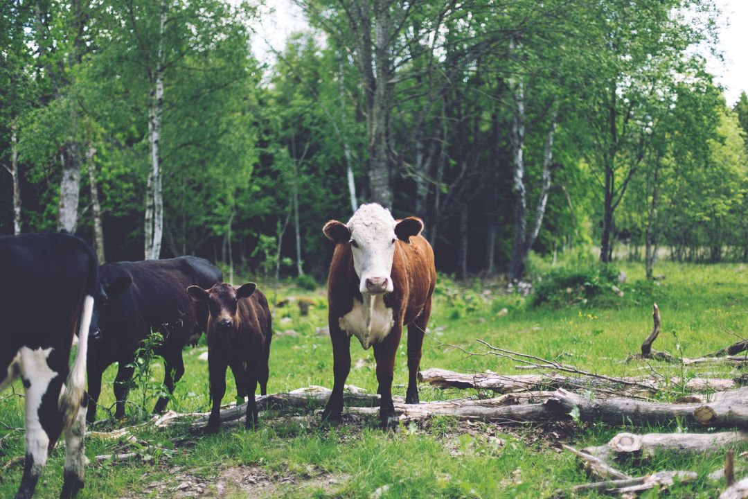 Brown and white cow standing with calves in green birch forest pasture rustic rural scene