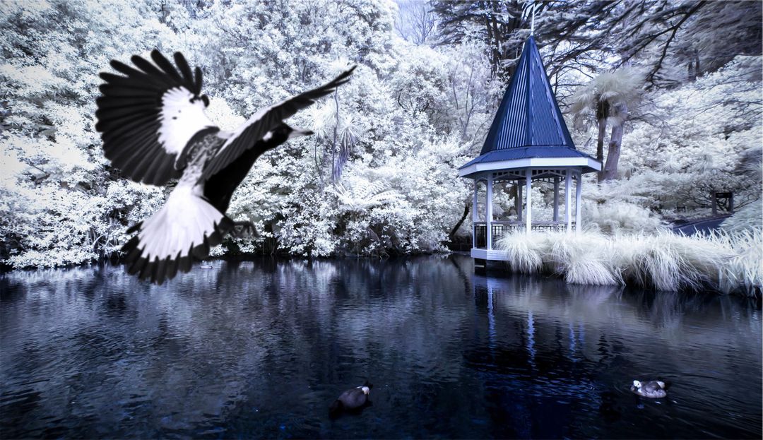 Majestic Bird Flying Over Tranquil Lake in Winter Wonderland - Free Images, Stock Photos and Pictures on Pikwizard.com