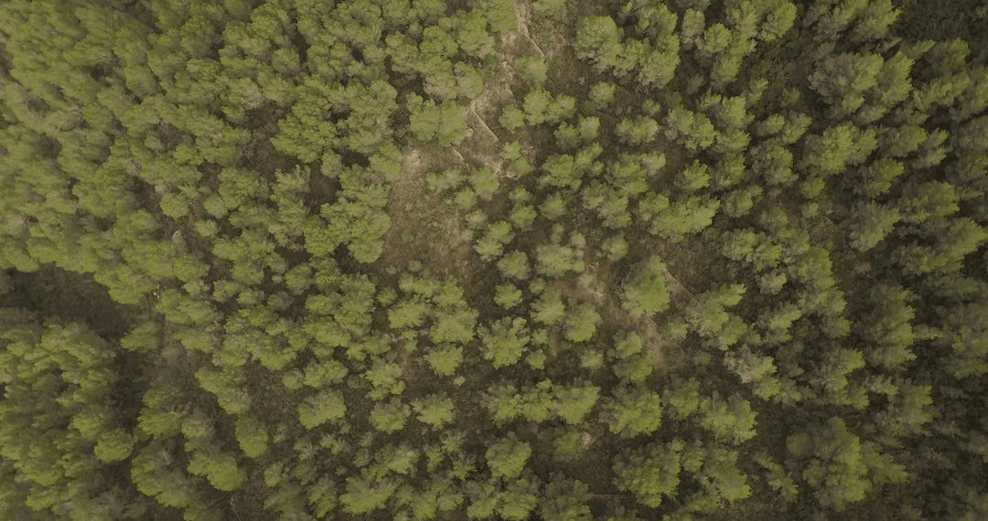 Transparent Aerial View of Dense Forest from Above