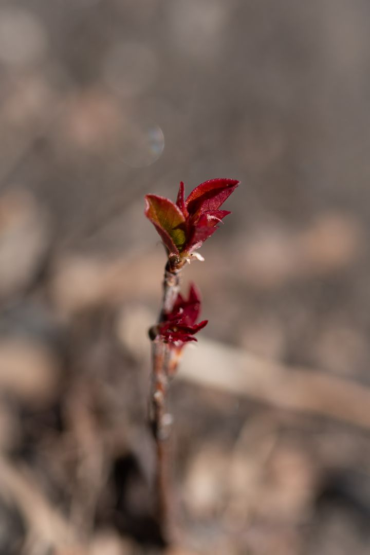 Red Sprout Emerging from Bare Twig Macro Spring Growth with Soft Bokeh