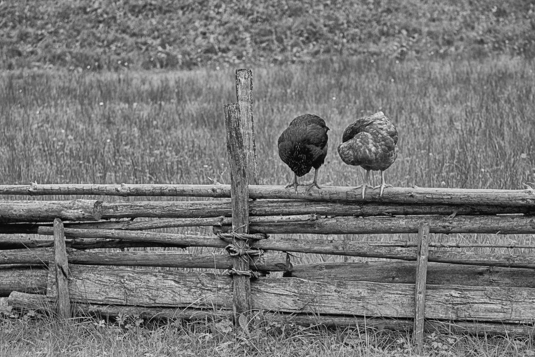 Two Chickens Perched on Rustic Wooden Fence in Black and White - Free Images, Stock Photos and Pictures on Pikwizard.com