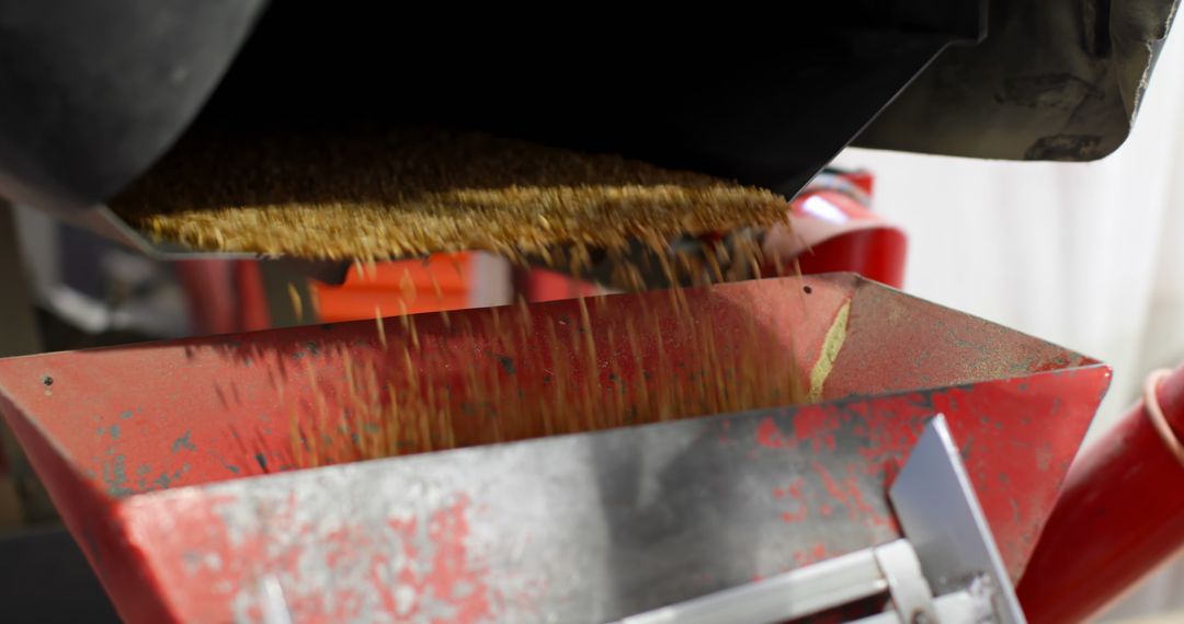 Close-up of Wheat Grains Processing in Thresher Machine - Free Images, Stock Photos and Pictures on Pikwizard.com